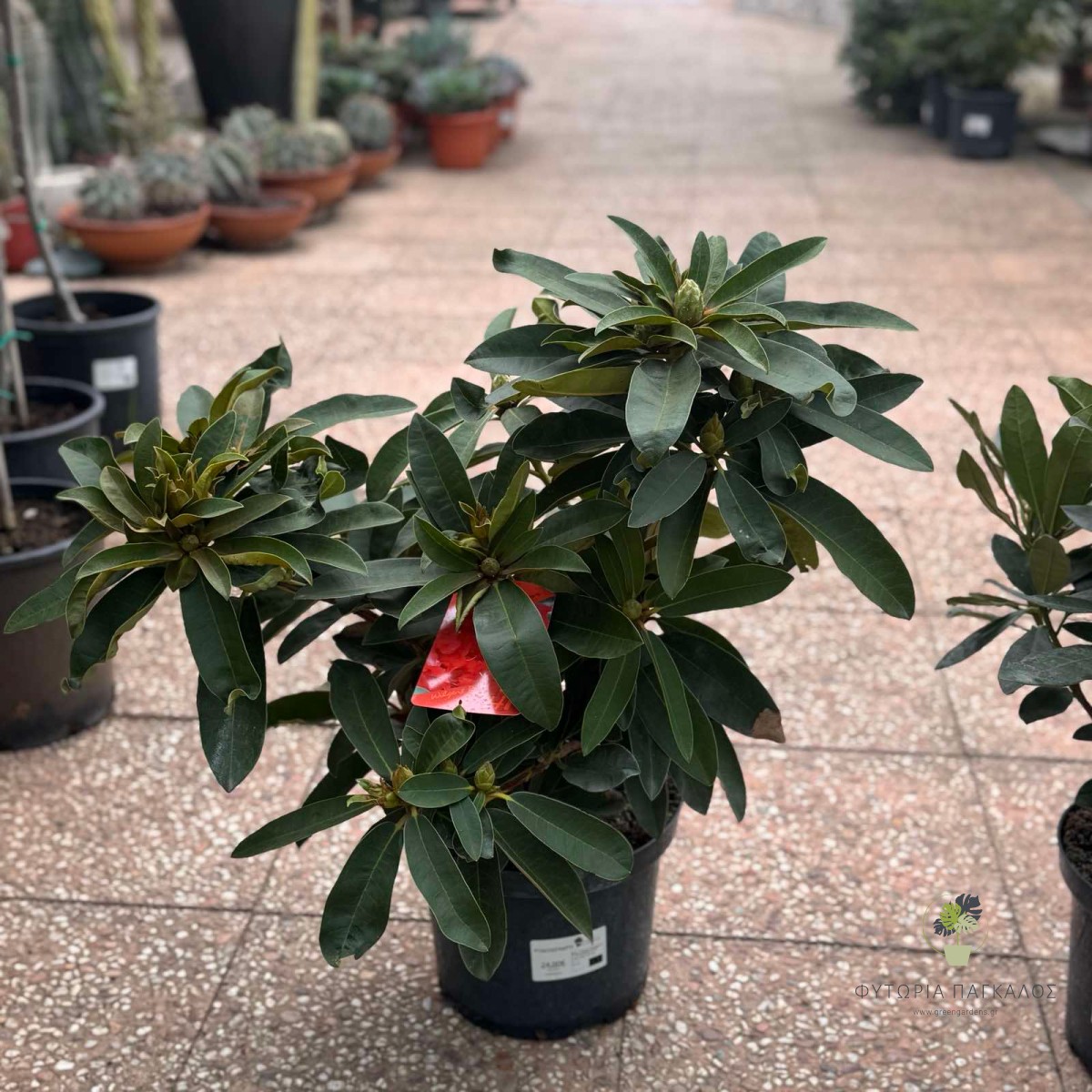 ΡΟΔΟΔΕΝΔΡΟ – Rhododendron - 5